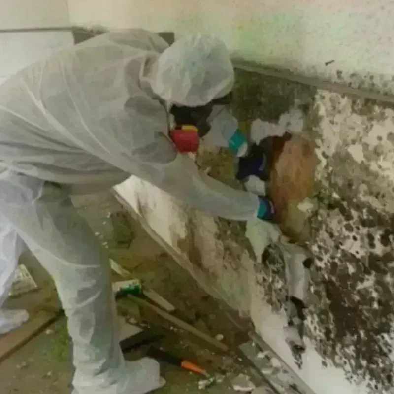 Mold Remediation and Removal in Wells County, IN